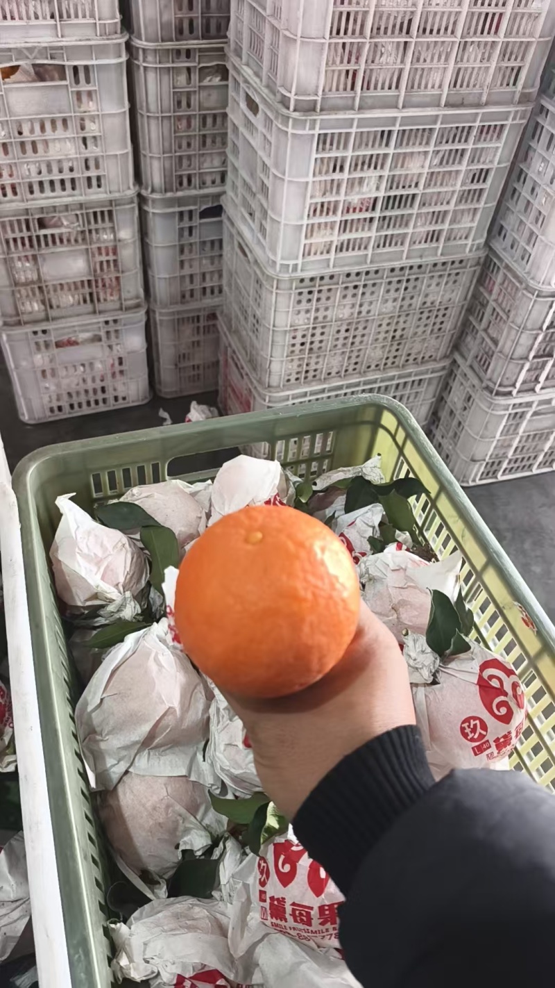 爱媛橙商品果靓货四川眉山橙子爱媛橙果冻橙大量现货价格实惠