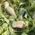 密本南瓜，新鲜现摘，,口感香甜，长期供应，欢迎咨询