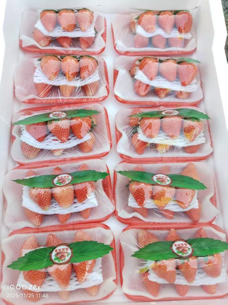 草莓/妙香草莓/徐州产地【精品草莓】对接批发/