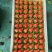 【精品宁玉草莓】宁玉草莓/草莓品质好果质优对接批发