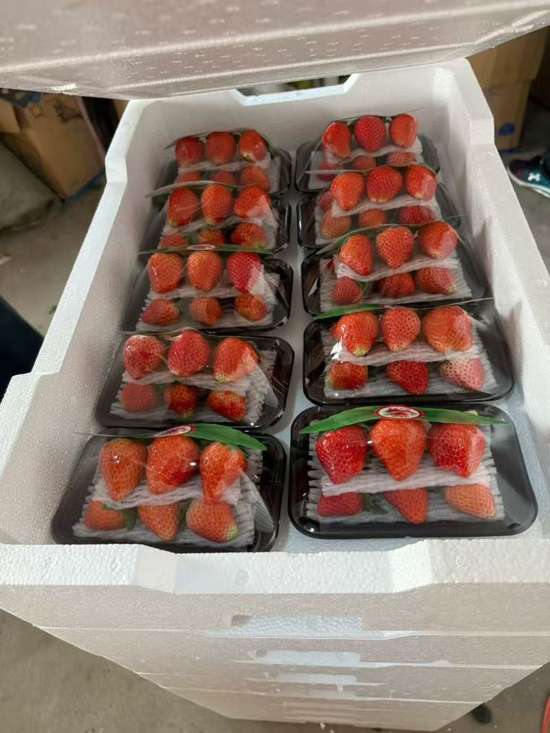 【精品宁玉草莓】宁玉草莓/草莓品质好果质优对接批发
