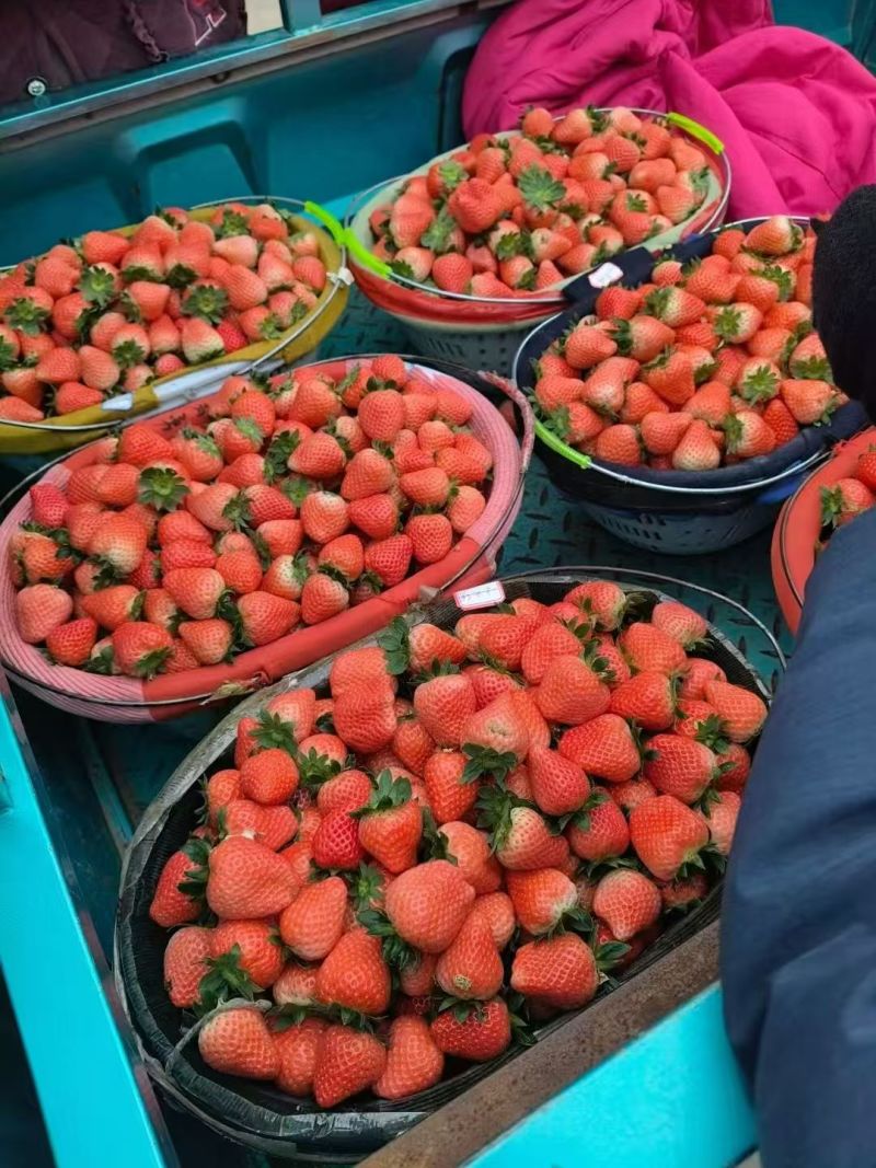 【精品宁玉草莓】宁玉草莓/草莓品质好果质优对接批发