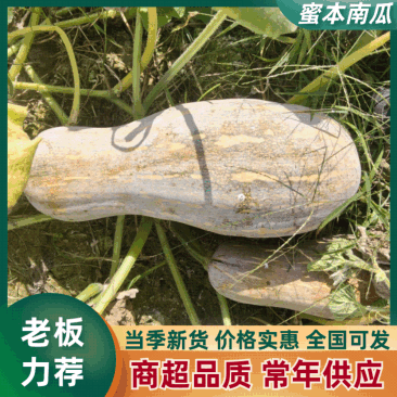 云南密本南瓜,口感香甜，新鲜上市，大量供应，欢迎咨询