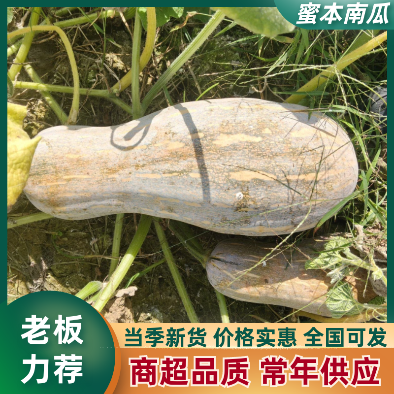 密本南瓜，产地直供，对接市场，电商，工厂，全国发货