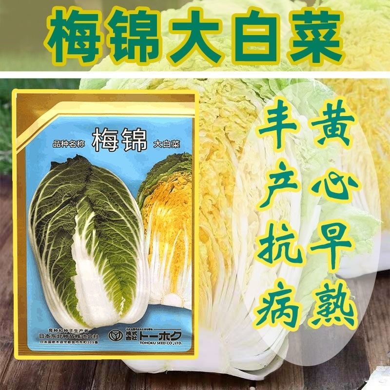 梅锦大白菜种子不易抽苔易栽培黄芯早熟丰产抗病白菜种子