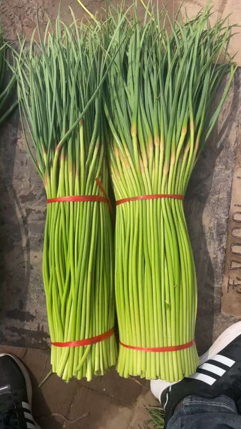 山东蒜苔精品红帽蒜薹基地一手货源对接电商市场商超