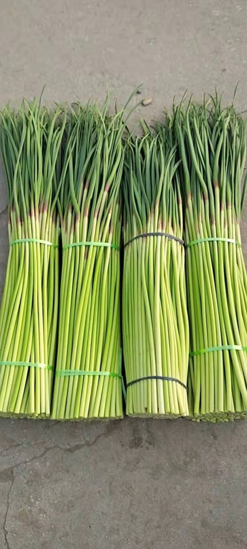 山东蒜苔精品红帽蒜薹基地一手货源对接电商市场商超