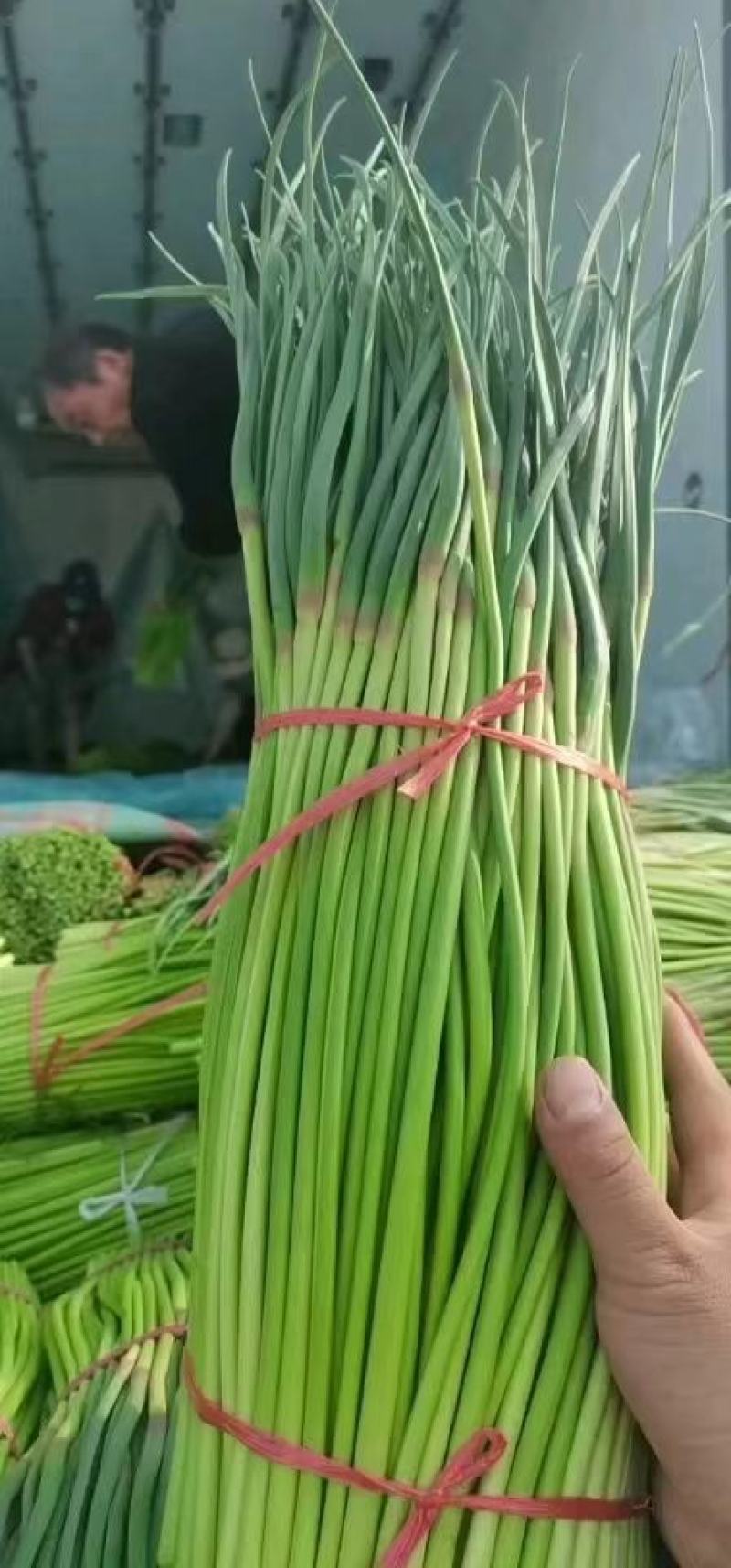 山东蒜苔精品红帽蒜薹基地一手货源对接电商市场商超