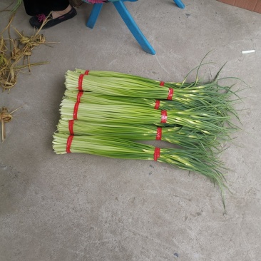 山东精品白帽蒜薹对接电商市场商超一手货源可视频