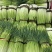 山东精品白帽蒜薹对接电商市场商超一手货源可视频