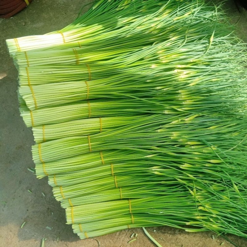 山东精品白帽蒜薹对接电商市场商超一手货源可视频