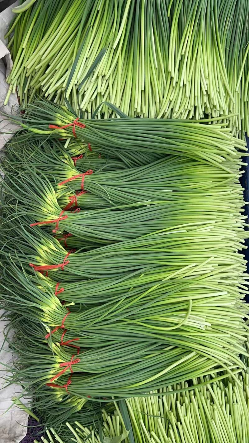 山东精品白帽蒜薹对接电商市场商超一手货源可视频