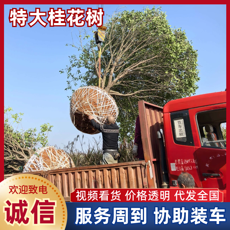 特大景观桂花树/对接园林景观别墅造型/30年树龄一树一价