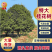 精品特大桂花树/对接园林别墅景观造型/产地直发/一树一价