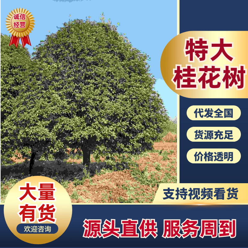 精品特大桂花树/对接园林别墅景观造型/产地直发/一树一价