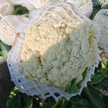 菜花-松花菜规格齐全支持视频看货，可发往全国市场！