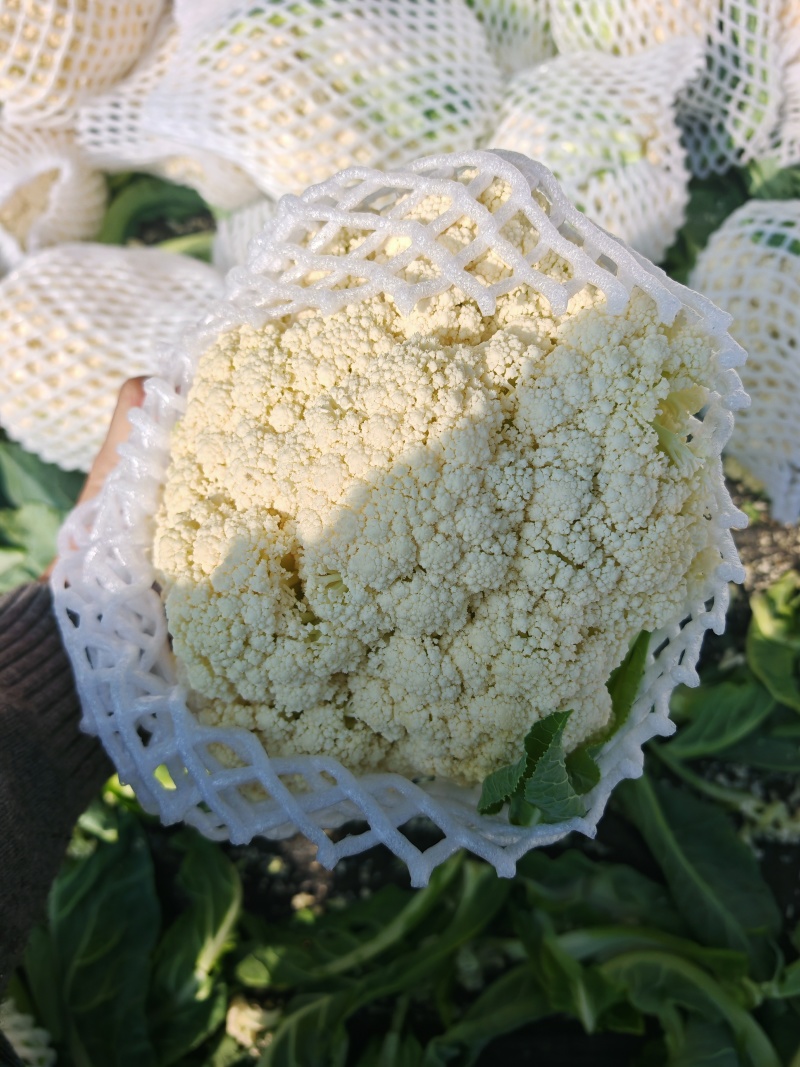 菜花-松花菜规格齐全支持视频看货，可发往全国市场！
