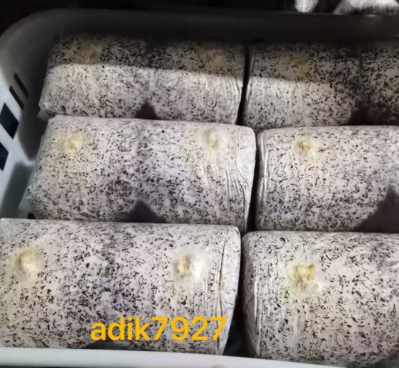 两朵金耳菌包