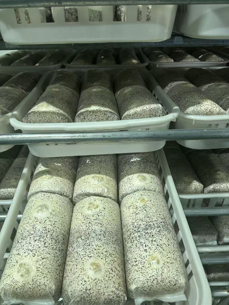 两朵金耳菌包