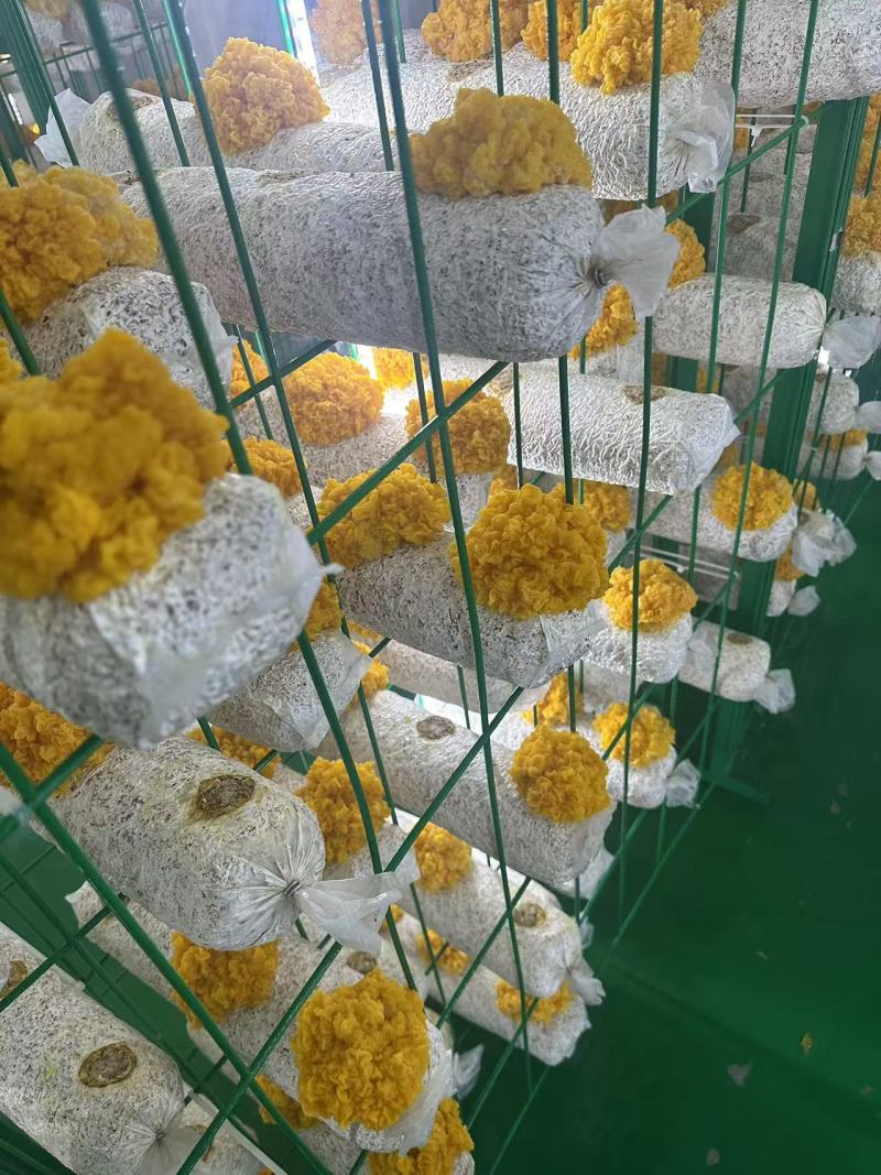 两朵金耳菌包