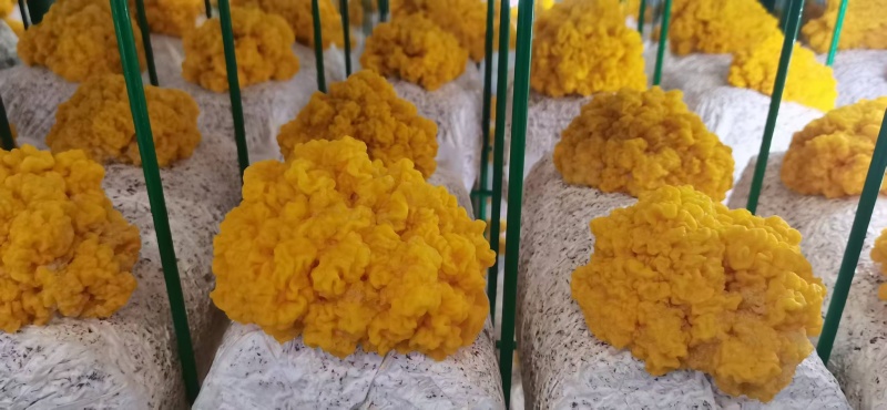 两朵金耳菌包