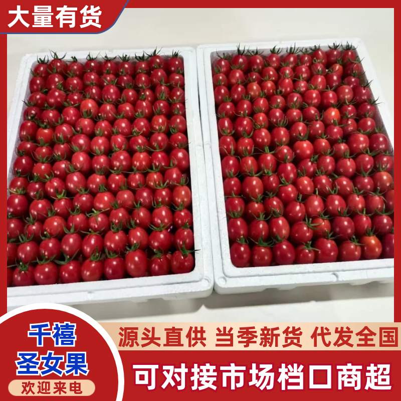 1大量供应中广东茂名电白千禧圣女果【精品好货千禧圣女果】
