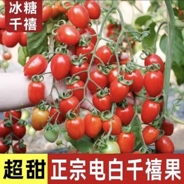 电白千禧圣女果量大从优对接电商，超市，档口欢迎咨