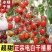 电白千禧圣女果量大从优对接电商，超市，档口欢迎咨