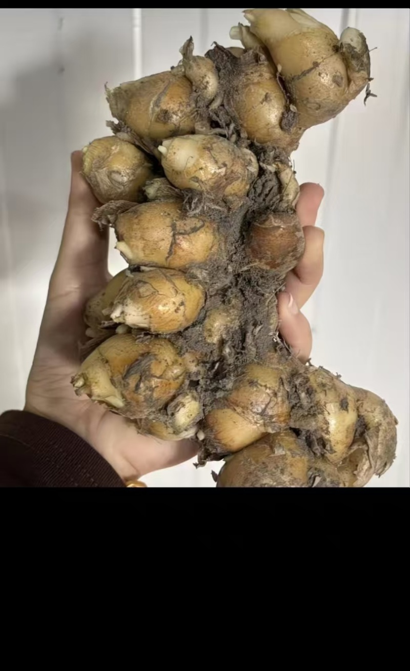 沙姜组培苗产地直发量大从优不死苗产量高可视频看货
