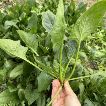 【黑叶菠菜】山东菠菜/金乡县黑叶菠菜/坏了包赔价格便宜