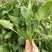 【黑叶菠菜】山东菠菜/金乡县黑叶菠菜/坏了包赔价格便宜