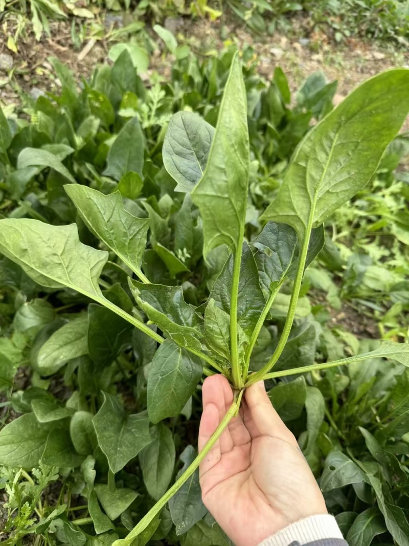 【黑叶菠菜】山东菠菜/金乡县黑叶菠菜/坏了包赔价格便宜