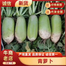 青萝卜货源充足/对接市场档口商超/规格齐全/量大从优