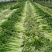 皇后芹菜大量供应中/对接市场档口商超/品质保证/量大从优