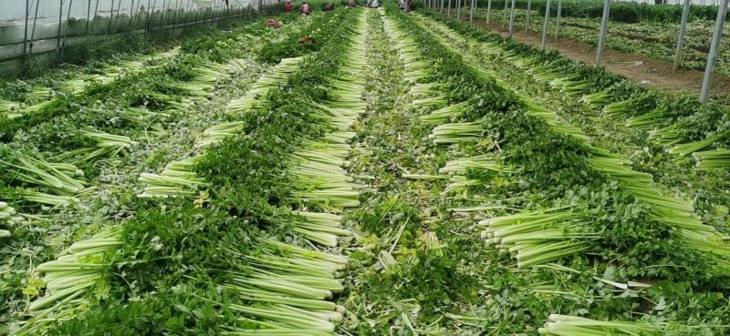 皇后芹菜大量供应中/对接市场档口商超/品质保证/量大从优