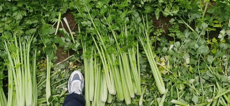皇后芹菜大量供应中/对接市场档口商超/品质保证/量大从优
