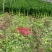 皇后芹菜大量供应中/对接市场档口商超/品质保证/量大从优