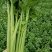 皇后芹菜大量供应中/对接市场档口商超/品质保证/量大从优