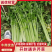 河南芹菜大量供应中/对接市场档口商超/品质保证/量大从优