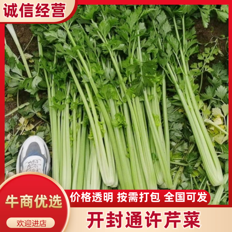 河南芹菜大量供应中/对接市场档口商超/品质保证/量大从优