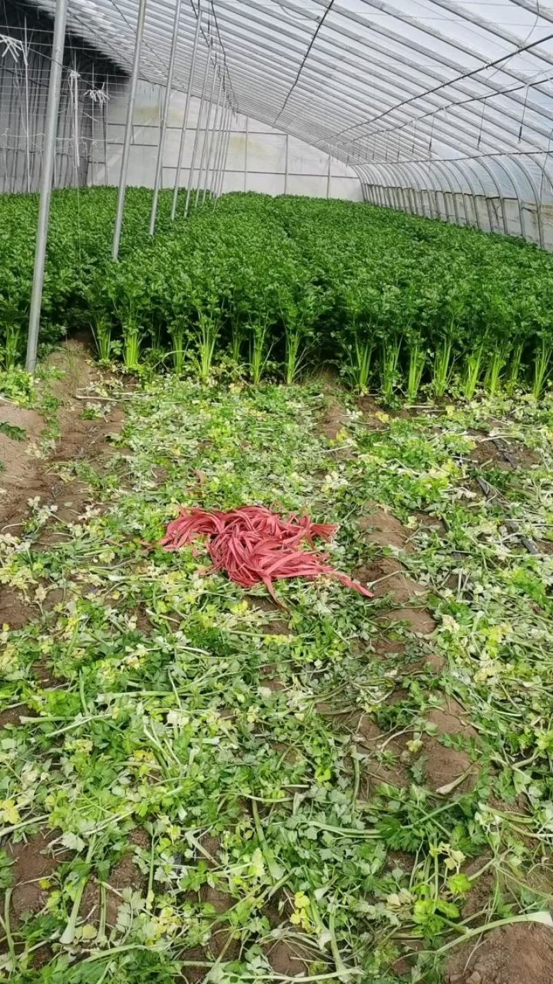 河南芹菜大量供应中/对接市场档口商超/品质保证/量大从优
