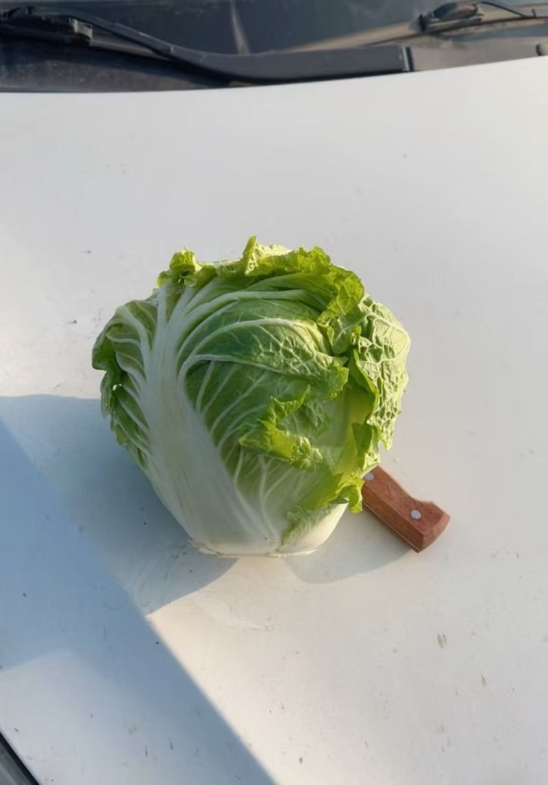通许大白菜产地直发一手货源品质保证量大从优