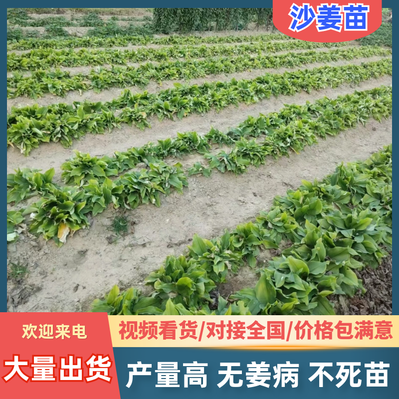 沙姜组培苗产地直发量大从优不死苗产量高可视频看货