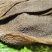 牛副产品/大叶精品毛肚/5斤一包/量大价优/一手货源