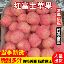 山区种植红富士苹果供应商超档口学校配餐零售出口