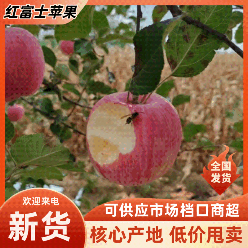 山东沂蒙山红富士苹果表面艳丽质优价廉全国发货价格低