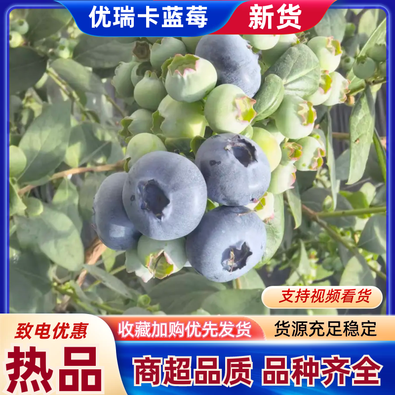 【全国可发】特级蓝莓优瑞卡L11F6T品种齐全现摘现发