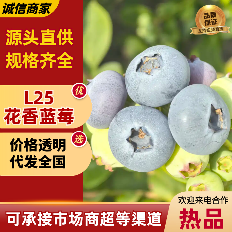 【L25花香】山东暖棚蓝莓L25蓝莓新鲜美味协助装车欢迎电联