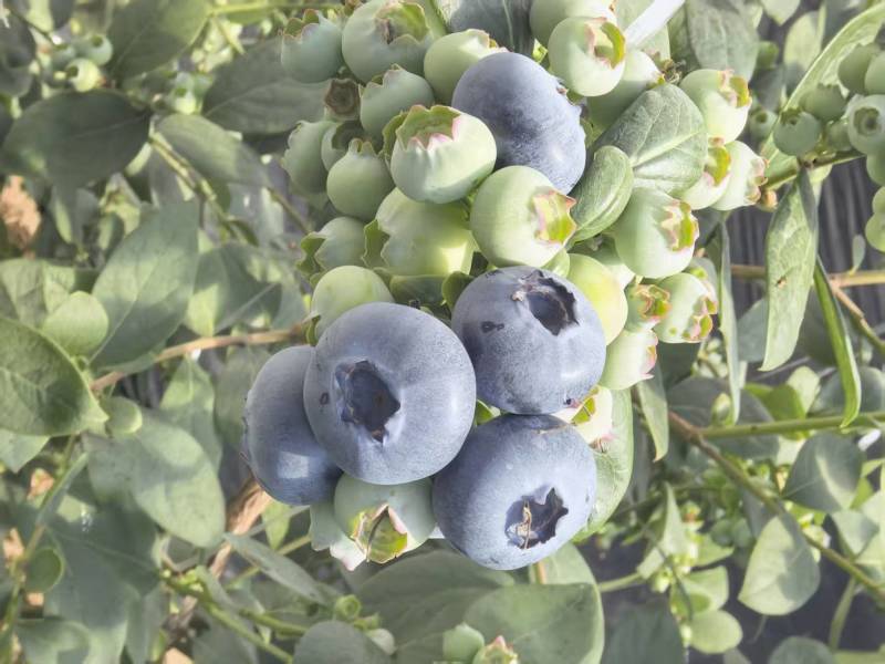 【精品F6蓝莓】山东莒县暖棚蓝莓新鲜上市诚信经营量大从优