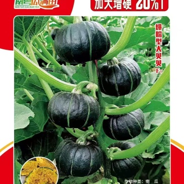 贝贝南瓜籽种贝栗4号品质保证服务周到产地直发